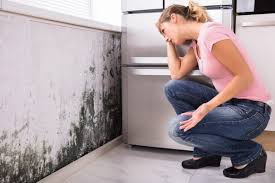 Best Mold Documentation for Insurance Claims  in Ukiah, CA